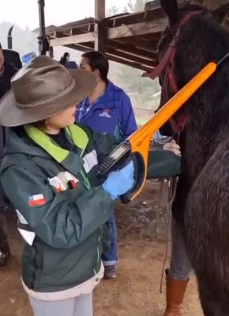 ¡Atención, dueños de caballos en Santa Juana! 🐎🌿 Junto a Prodesal y el SAG Biobío, realizamos un nuevo operativo preventivo para la toma de muestras de anemia infecciosa equina y colocación de microchips.