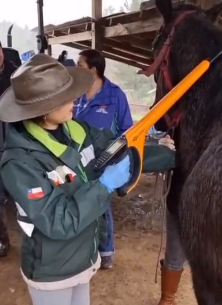 ¡Atención, dueños de caballos en Santa Juana! 🐎🌿 Junto a Prodesal y el SAG Biobío, realizamos un nuevo operativo preventivo para la toma de muestras de anemia infecciosa equina y colocación de microchips.